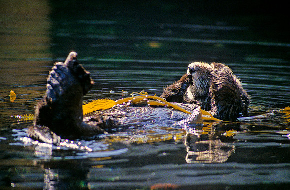 Sea Otter - 2