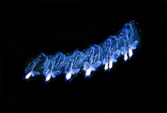 Aggregate Salp - 7