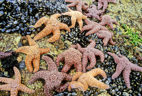 Ochre Stars - 1