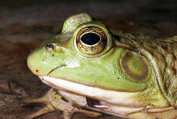 Green Frog - 1
