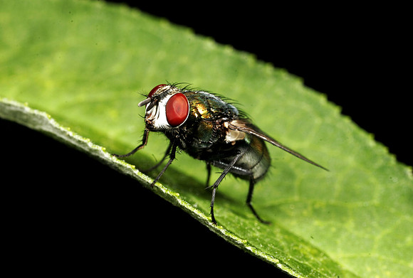 Green Bottle Fly - 1