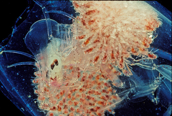 Phronima - 3