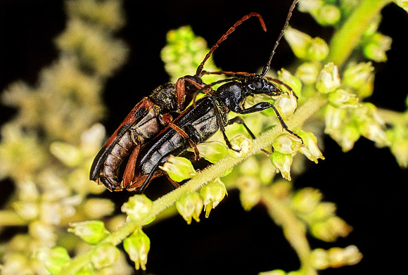 Flower Longhorn Beetles Mating - 3