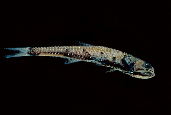 Lanternfish - 2