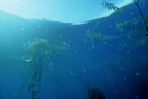 Cross Jelly Swarm