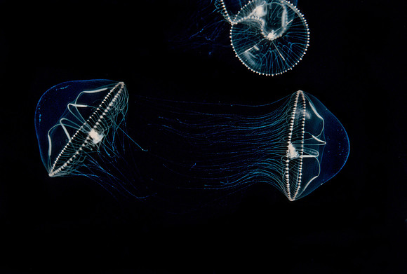Umbrella Jellies