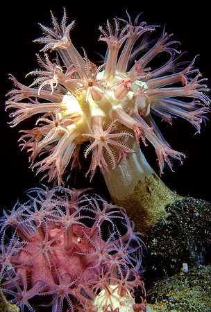 Anthomastus - 5