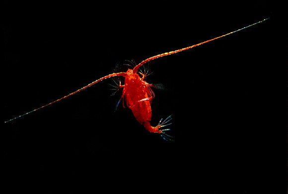 Carnivorous Copepod - 1