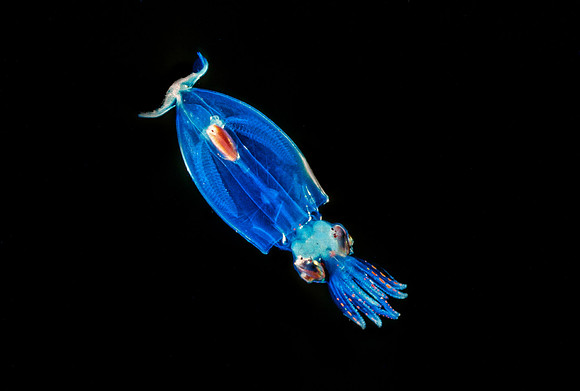 Gonatus - 5