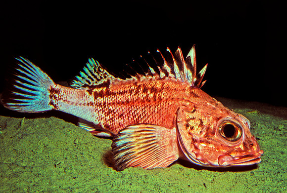 Longspine Thornyhead
