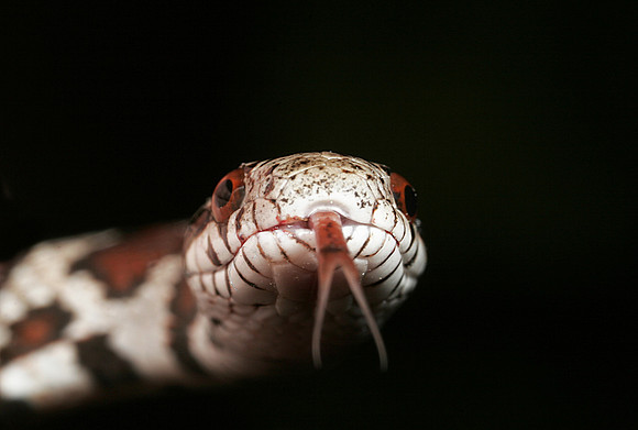 Juvenile Milk Snake - 2