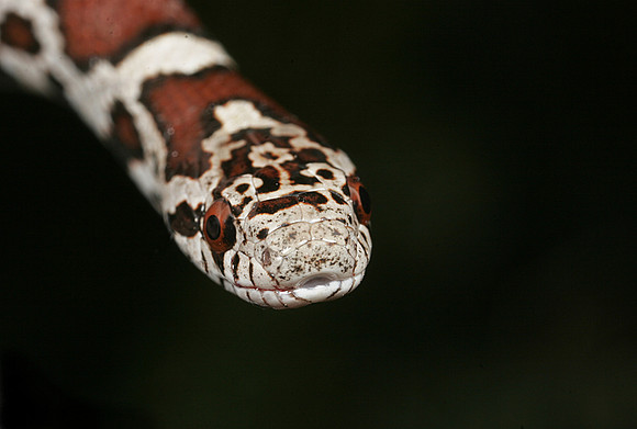 Juvenile Milk Snake - 3