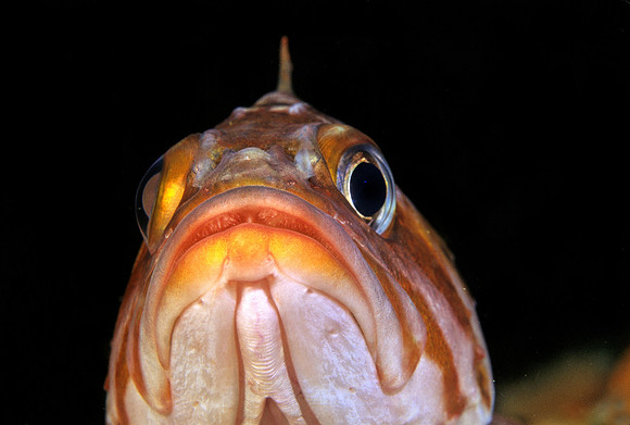 Copper Rockfish