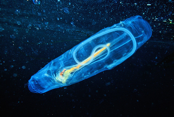 Solitary Salp - 5