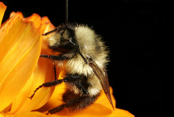 Bumble Bee - 3