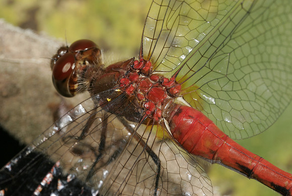 Dragonfly - 5