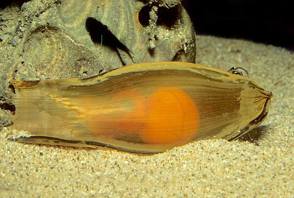 Filetail Catshark Embryo - 1