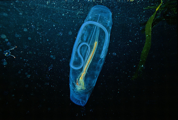 Solitary Salp - 4