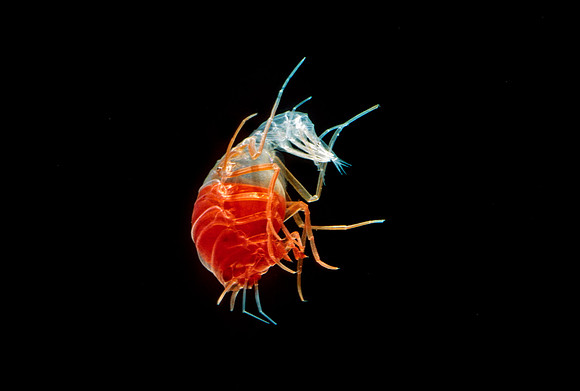 Hyperiid Amphipod