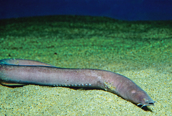 Hagfish - 1