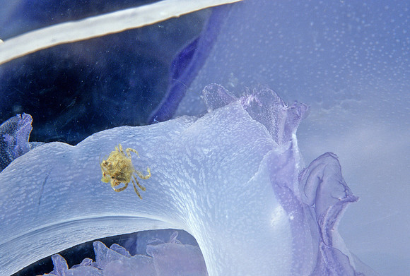 Slender Crab on Purple-stripe Jelly