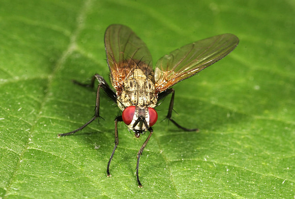 Flesh Fly - 1