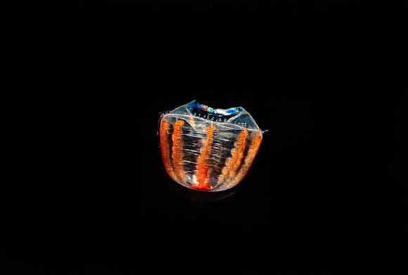 Pantachogon