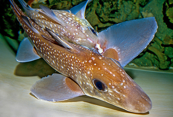 Ratfish Mating