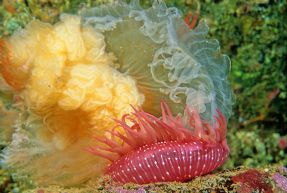 Rose Anemone & Egg-yolk Jelly