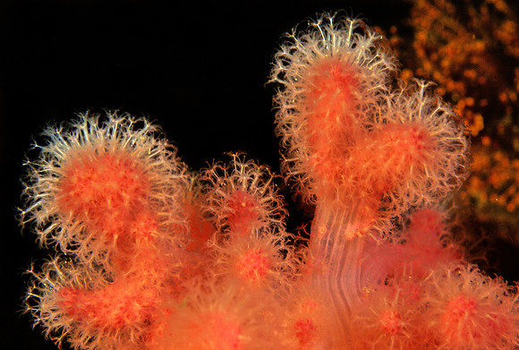 Sea Strawberries