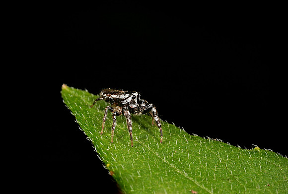 Jumping Spider - 1