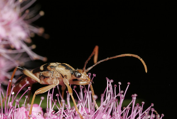 Soldier Beetle - 2