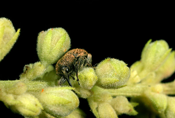 Weevil - 3