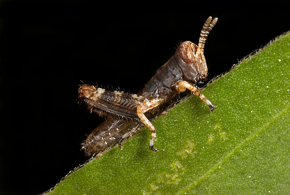 Juvenile Grasshopper - 1