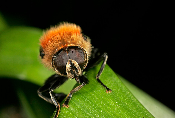 Narcissus Bulb Fly - 2
