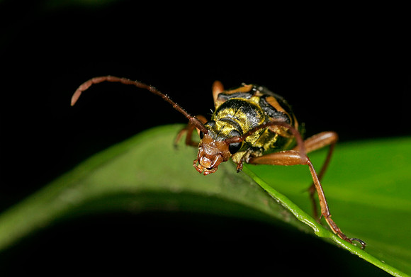 Flower Longhorn Beetle - 2