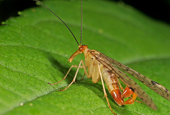 Scorpionfly - 5