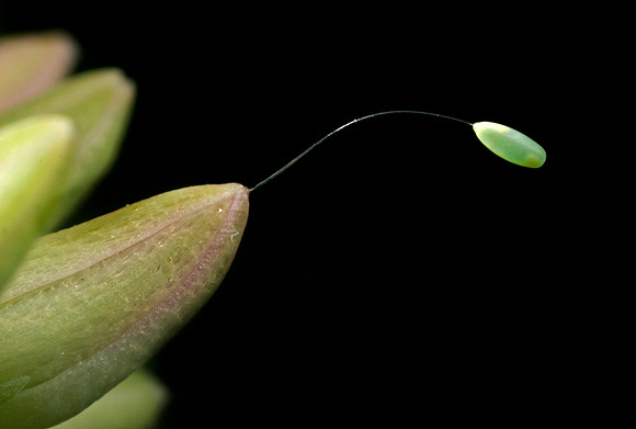Lacewing Egg - 2
