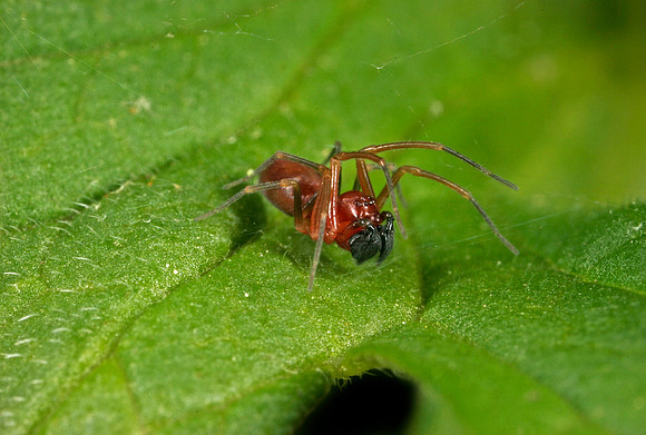Mesh Web Weaver - 3