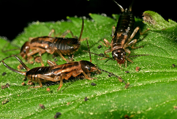 Earwigs