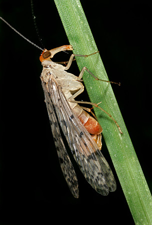 Scorpionfly - 4