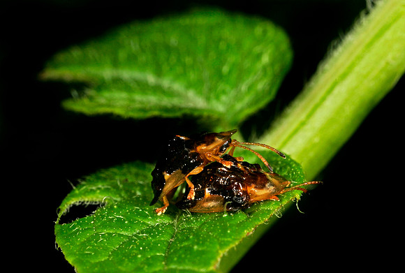 Tortoise Beetles Mating - 1