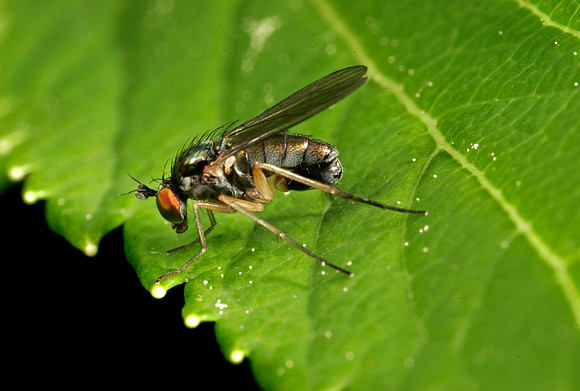 Fly - 2