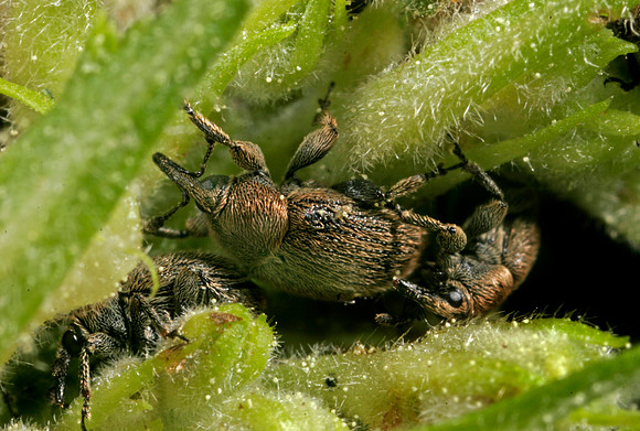 Weevils - 2