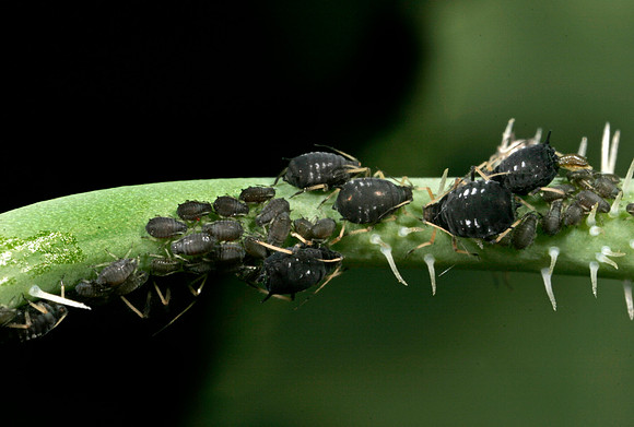 Aphid Nymphs - 2