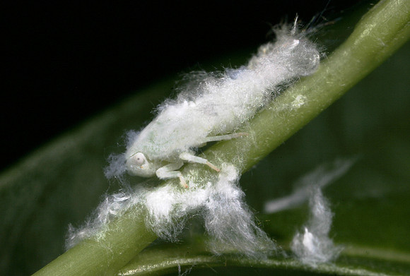 Wooly Aphid - 1