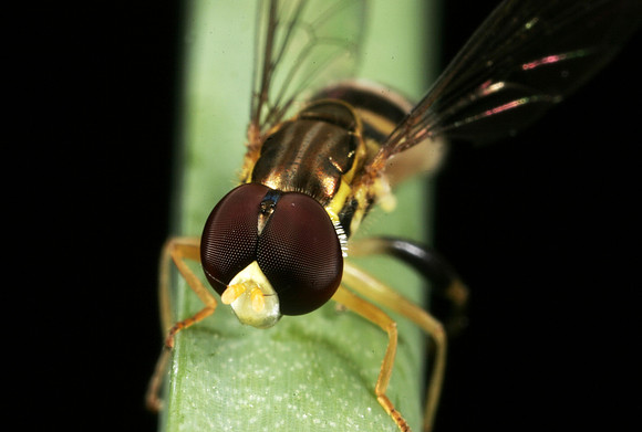 Hoverfly - 13