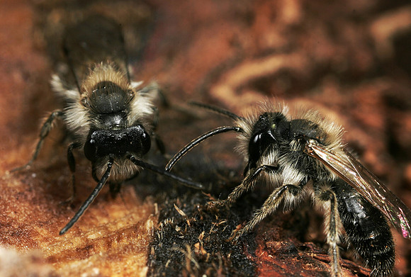 Mining Bee - 2