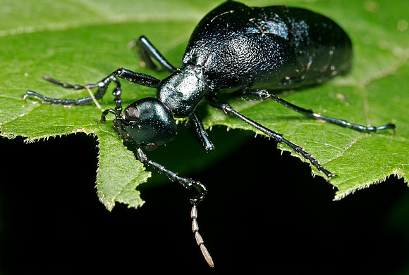 Short-winged Blister Beetle - 8