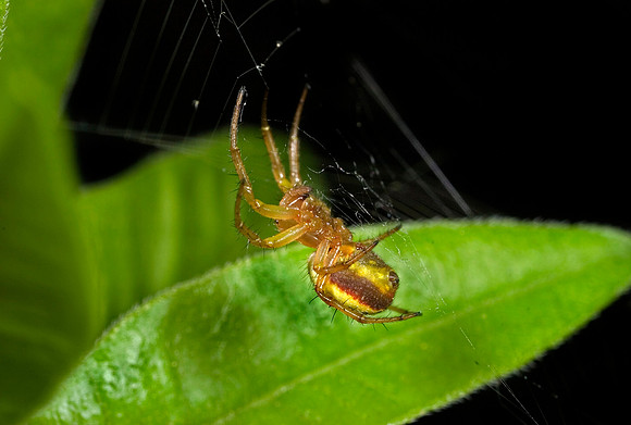 Orbweaver